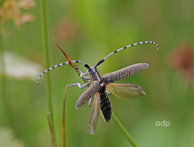 IMG_4094qsw800c Agapanthia villosoviridescens longhorn beetle BC.jpg